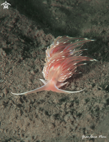 A Facelina bostoniensis | Facelina