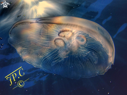 A Aurelia aurita  | moon Jelly 