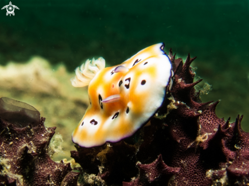 A Chromodoris leopard