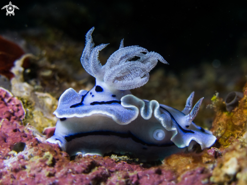 A Chromodoris willani