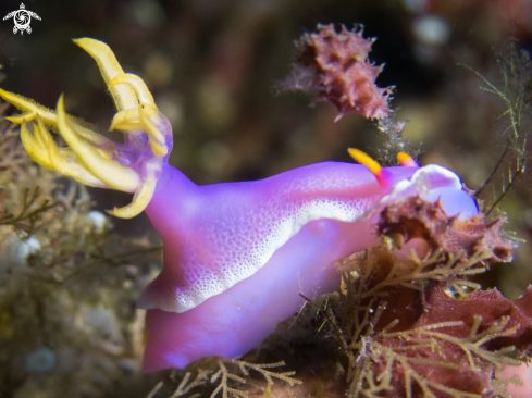 A Hypselodoris apolegma |  