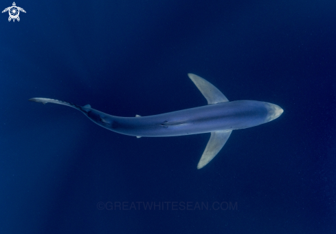 A Prionace glauca | Blue Shark