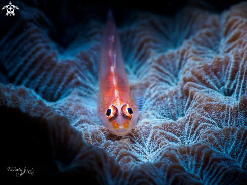 A goby