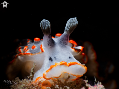 A Nudibranch