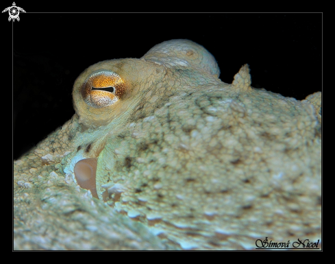 A octopus eye