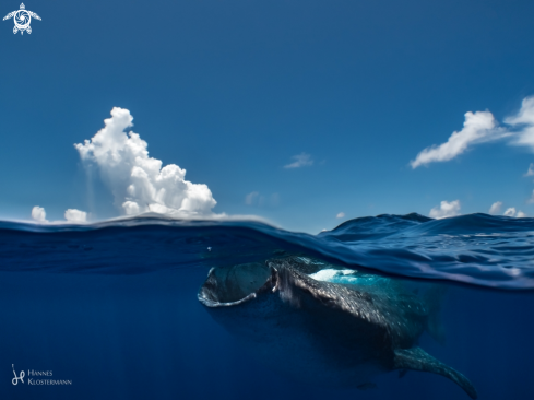 A Whale Shark