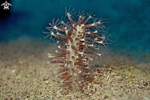 A sea pen