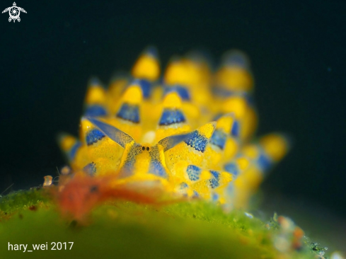 A Nudibranch