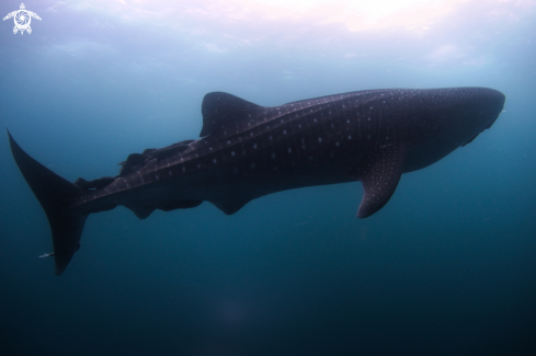 A Whale Shark