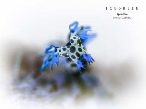 A Bornella Aguilera nudibranch | Bornella Aguilera nudibranch