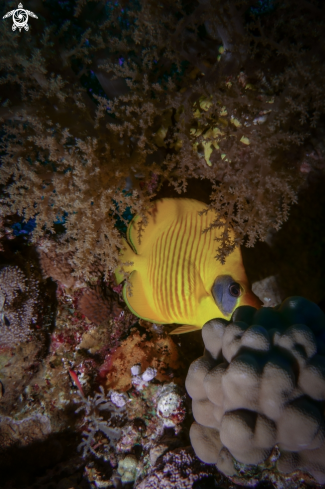 A Masked Butterflyfish