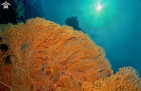 A Gorgonian