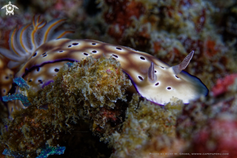 A Risbecia tryoni | Nudibranche