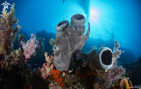 A Frogfish