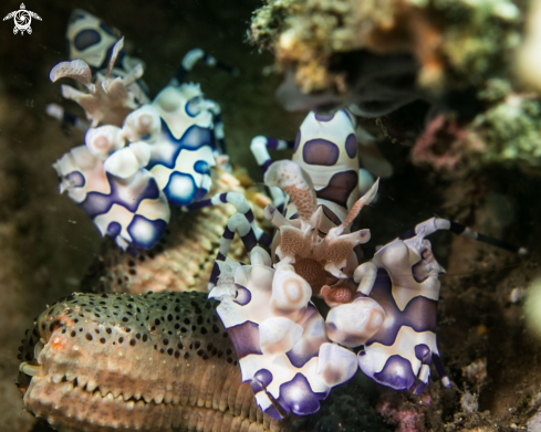 A Harlequin Shrimp