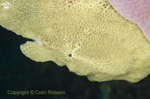 A Antennarius Pictus | Frog Fish