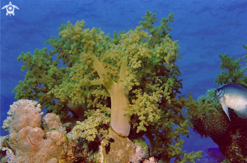 A soft corals