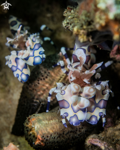 A Hymenocera picta | Harlequin shrimp