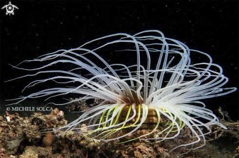 A Cerianthus membranaceus | Cerianto