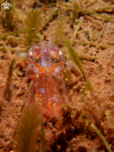A Sepiadarium kochi | Tropical Bobtail Squid