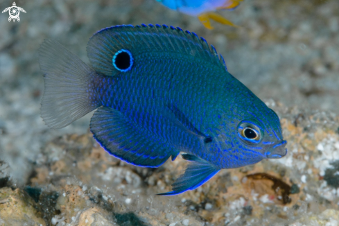 A Pomacentrus nagasakiensis | Nagasaki Damsel, juvenile