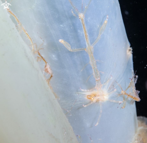 A Skeleton shrimp