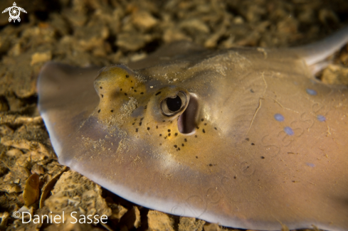 A Neotrygon kuhlii | Kuhls Stingray