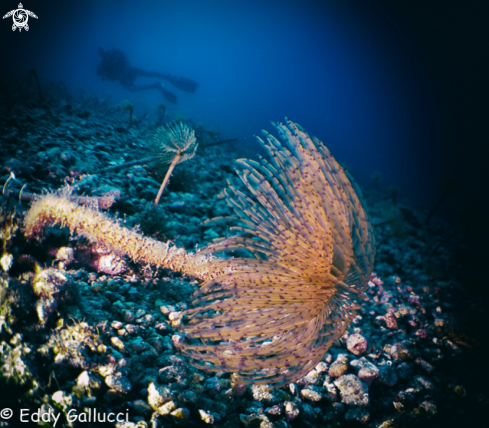 A Sabella Spallanzanii | Spirografi