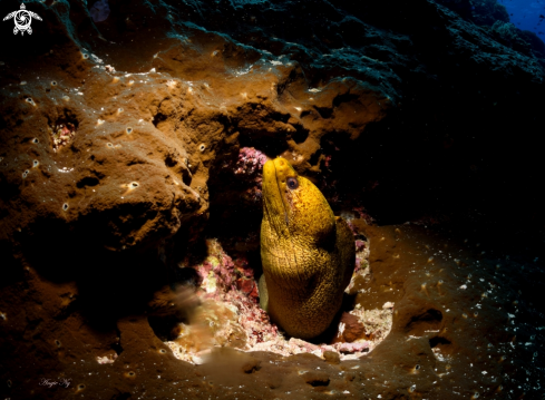 A Giant Moray