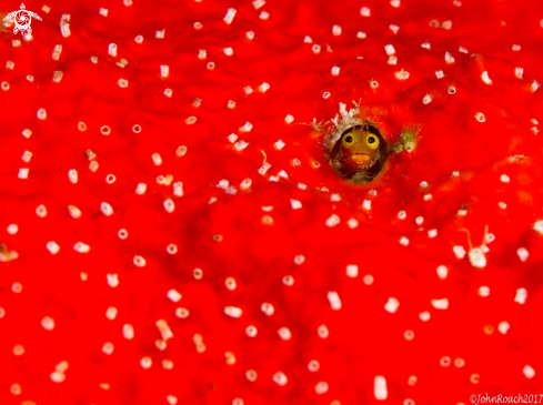 A Spineyhead Blenny