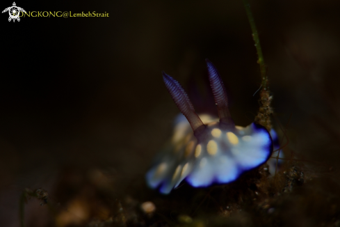 A Nudibranch