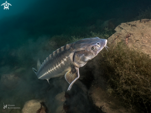 A Sturgeon