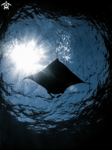 A Manta alfredi |   Manta Ray