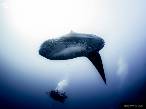 A Ocean Sunfish