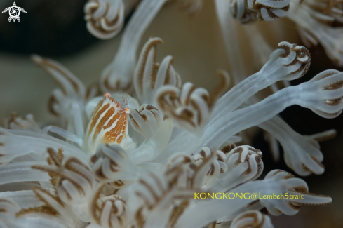 A Coral Crab