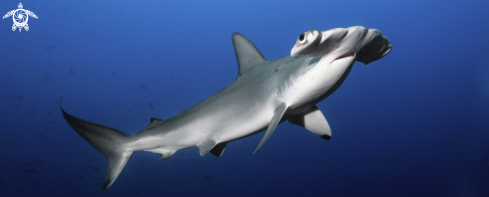 A Sphyrna lewini | scalloped hammerhead shark