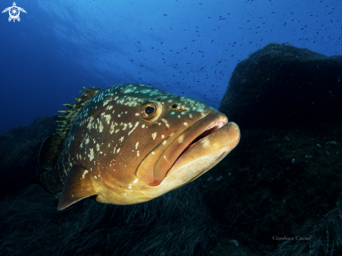 A Brown grouper,Cernia bruna