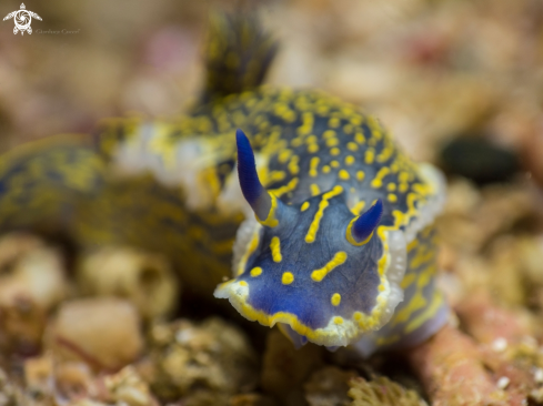 A Nudibranch