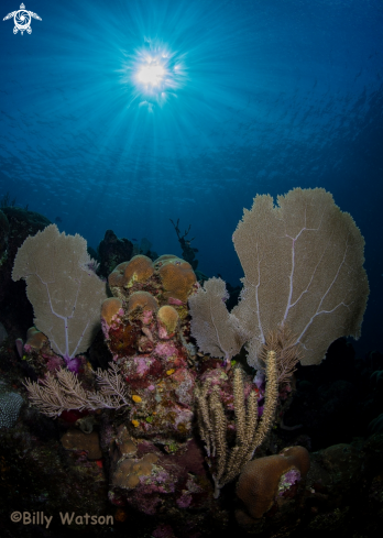 A Morning reef scene