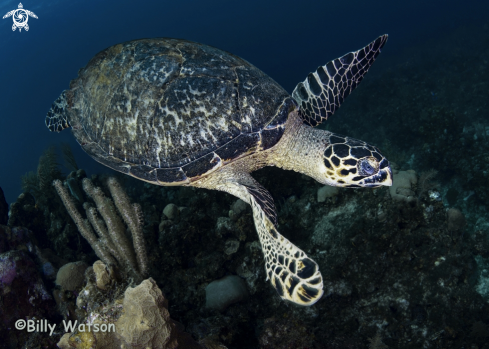 A Hawksbill Sea Turtle