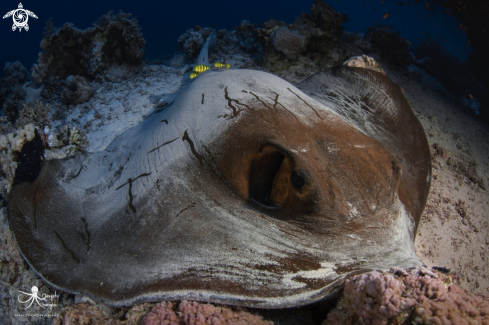 A Cowtail stingray