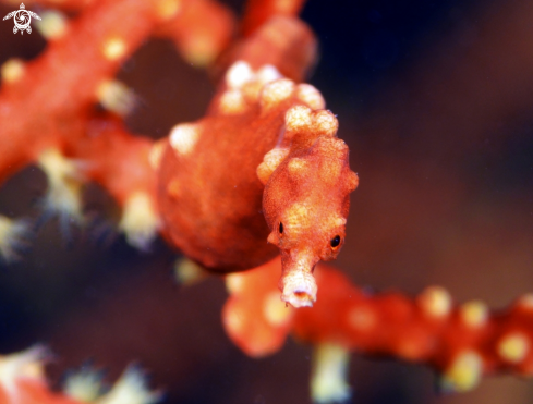 A PYgmy sea horse Denise | Pygmy Denise