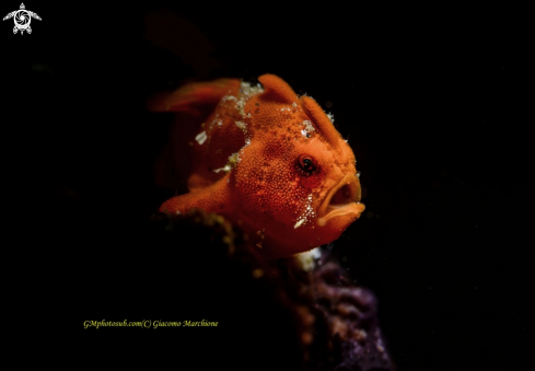 A Juvenile frog fish