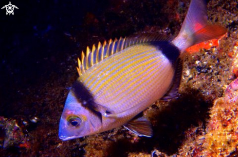 A diplodus vulgaris | 