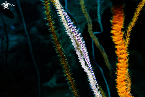 A Tozeuma armatum | Blade Shrimp