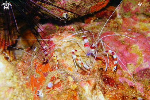 A banded boxer shrimp