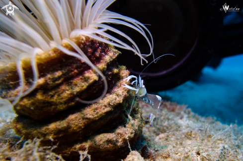 A Thor amboinensis | short hand commensal shrimp