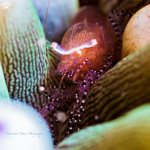 A anemone shrimp