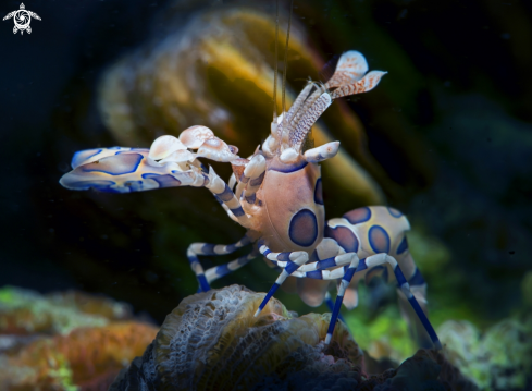 A Arlequin shrimp