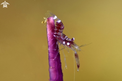 A Palaemon serenus | Rock shrimp